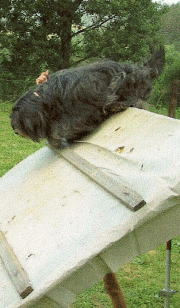 barby5.gif(43 kb)